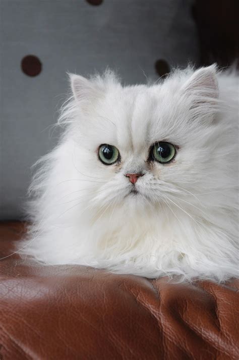 Persian cats for adoption - Find Persian kittens and cats for adoption from catteries, breeders and rescues across the US. Browse photos, prices and locations of Persian cats of different ages, genders and colors.